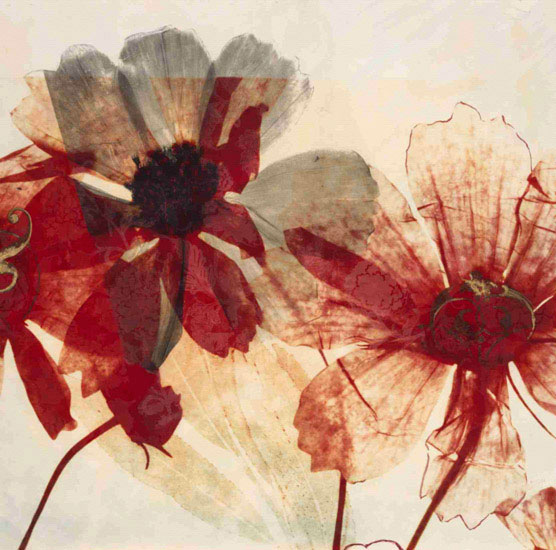 Compatible Floral Jahrriesnge  for flowers lpf09869 