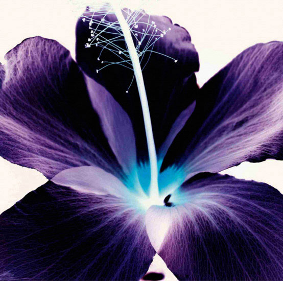 Compatible Floral Jahrriesnge  for flowers lpf09990 