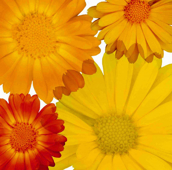 Compatible Floral Jahrriesnge  for flowers lpf10083 