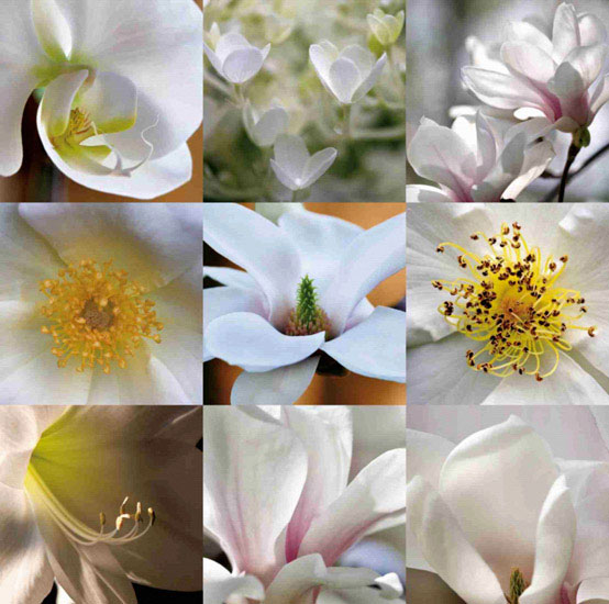 Compatible Floral Jahrriesnge  for flowers lpf10160 