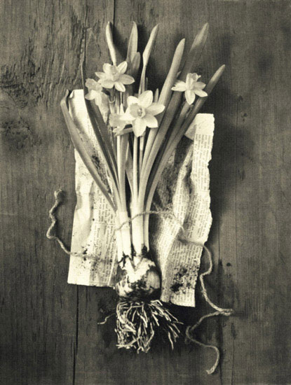 Compatible Floral Jahrriesnge  for flowers lpf10242 